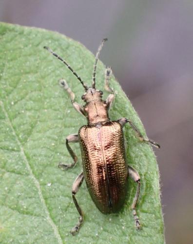Réf. 317 622 : Plateumaris sp.